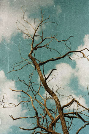 Withered tree, acacia against the sky. Retro film effect imageの写真素材