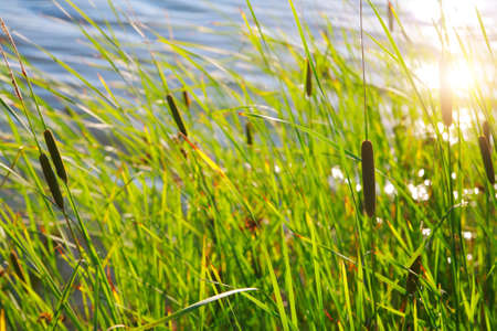 Reeds on the background of the pond close-upの写真素材