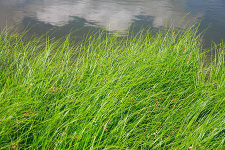 Thickets of young reeds near the pondの写真素材