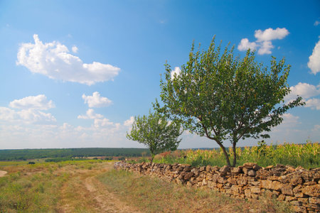 Rural landscape, a fence made of natural stone, trees against the sky with clouds in summerの写真素材
