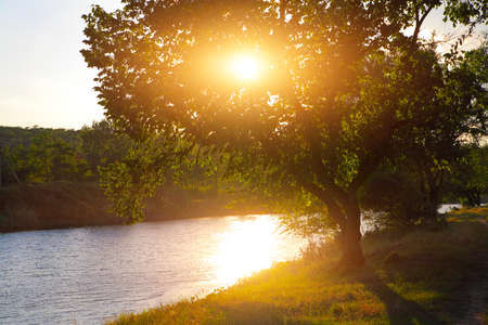 Summer landscape, trees on the bank of the river lit by the setting sunの写真素材