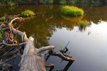 River landscape, dry tree in the river and reedsの写真素材