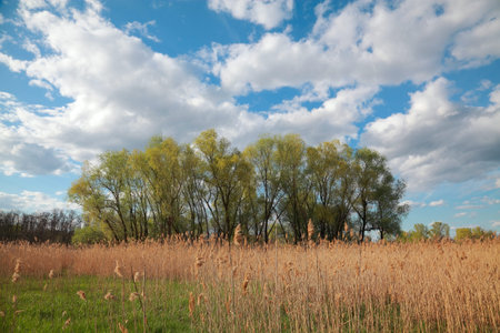 Spring natural landscape, dry reeds, trees against the sky