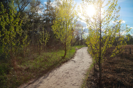 Spring natural landscape, road at the edge of the forest