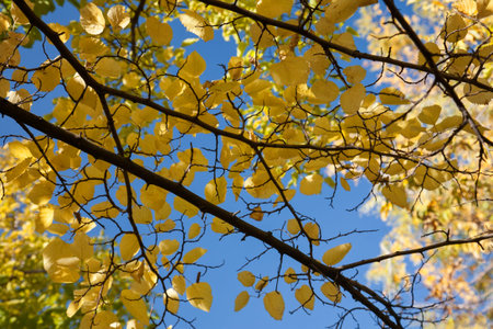 Yellow branches against the blue sky, autumn