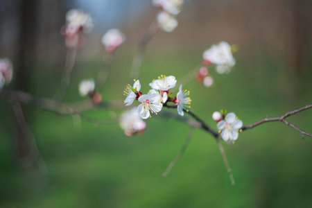 Branch of blossoms apricot-tree, close-up