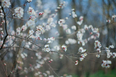 Branch of blossoms apricot-tree, close-upの写真素材