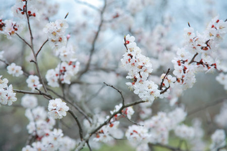 Branches of blossoms apricot-tree, close-up