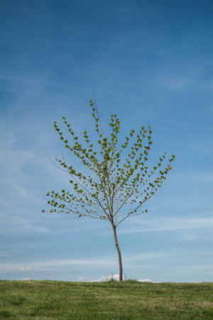 Lonely tree on a hill, natural landscape
