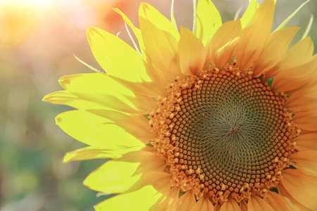 Sunflowers on the field at sunset close-up