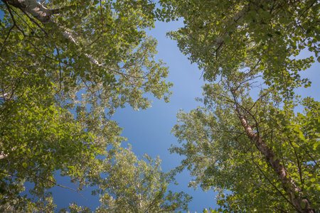 Silver poplar against the blue sky, view from the bottom