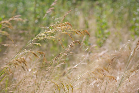 Steppe grass in the field, close