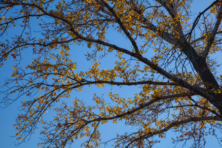 Yellow leaves on poplar branches in the autumn against the blue sky