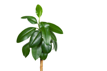 Ficus elastica, houseplant on a white backgroundの写真素材