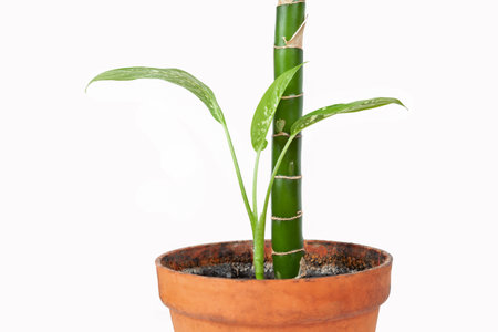 Dieffenbachia plant, houseplant in a pot on a white backgroundの写真素材