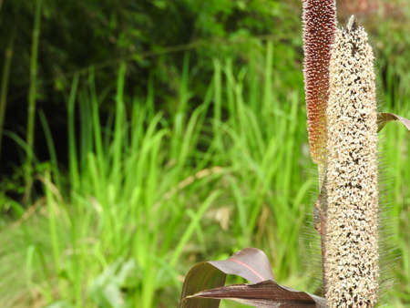 Beautiful plant flowers at green meadowの写真素材