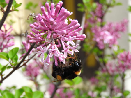 Pink flower loved by bumble-beeの写真素材