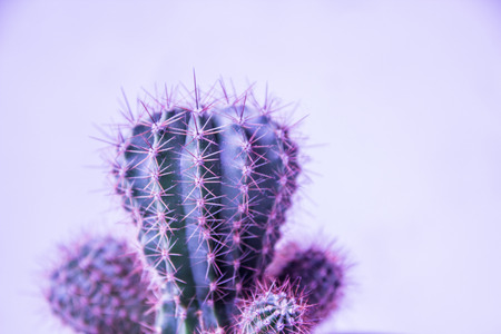 Cactus close up. Minimal style, copy space.の写真素材