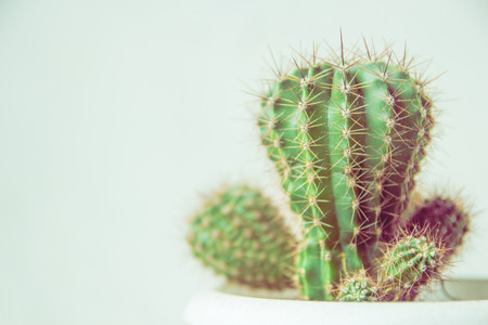 Cactus in a white pot, copy space.の写真素材