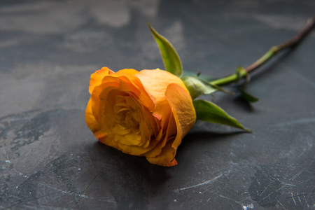 Yellow orange rose on a dark background.の写真素材