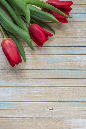 Red tulips top view with copy space.の写真素材