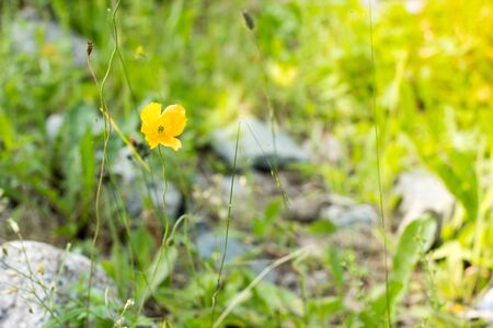 Wild flowers close-up. Alpine meadows in the mountainsの写真素材