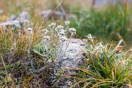 Blooming edelweiss flowers in a field, alpine meadows in summerの写真素材