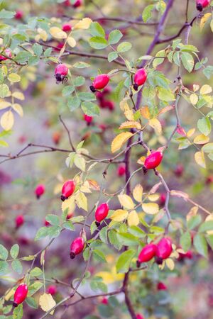 Wild bush of dog rose with red berriesの写真素材
