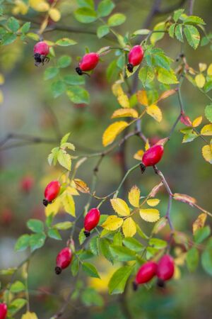 Wild bush of dog rose with red berriesの写真素材