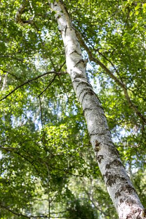 Birch grove on a sunny summer day, the mountains near Almaty cityの写真素材