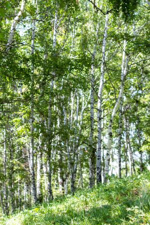 Birch grove on a sunny summer day, the mountains near Almaty cityの写真素材