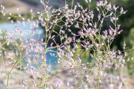 Wild steppe spines on the background of big riverの写真素材