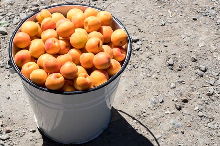 Apricots on a rustic bazaar. Ripe organic small apricotsの写真素材