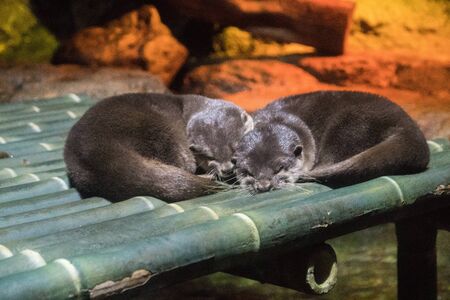 Sea Life Bangkok Ocean World Aquarium in the shopping center of Siam Paragon, Thailandの写真素材