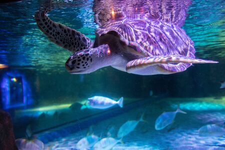 Big sea turtle in aquarium at Sea Life Bangkok Ocean Worldの写真素材