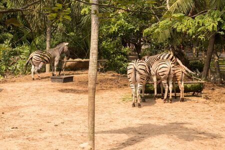 Zebra at Khao Kheo Zoo, Thailand National Park near Pattayaの写真素材