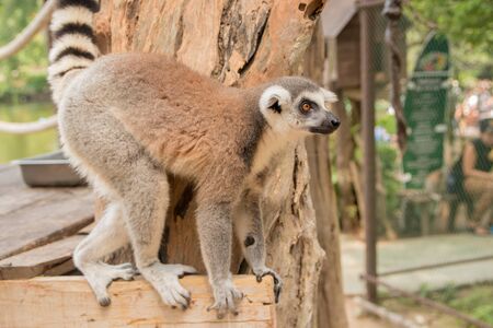 Cute lemur at Khao Kheo Zoo, National Park of Thailandの写真素材