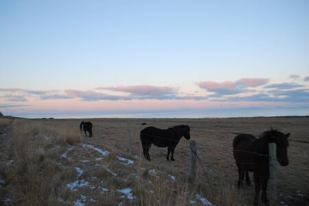 Islandic Horse by the sunsetの写真素材