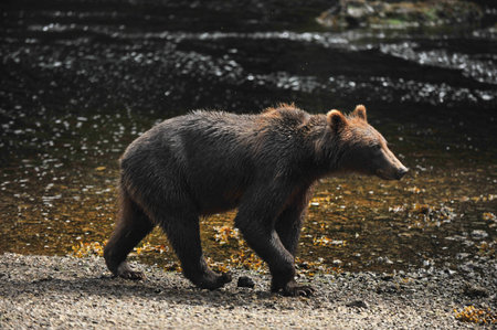 Alaska. Bears on the river near Juneau