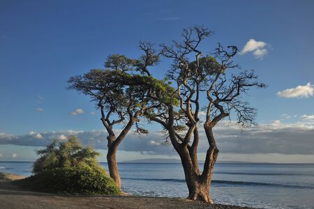 Hawaii, USA. A picturesque tree on the shores of the Pacific Ocean.の写真素材