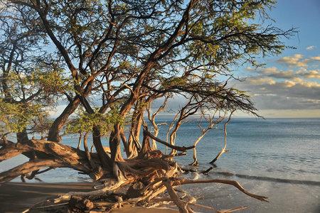 Hawaii, USA. A picturesque tree on the shores of the Pacific Ocean.