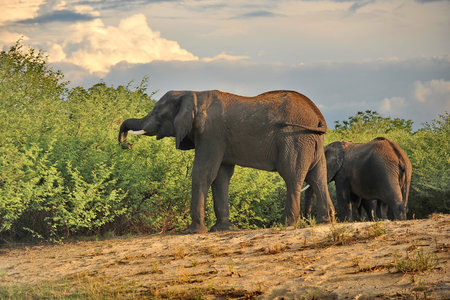 Elephants on the banks of the river zambezi.
