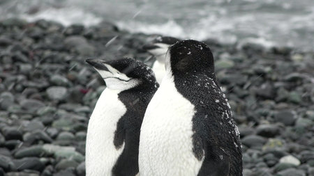 Gentoo Penguins. Antarctica. Close-up Antarctic Gentoo Penguin. A colony of Gentoo Penguins stand on...