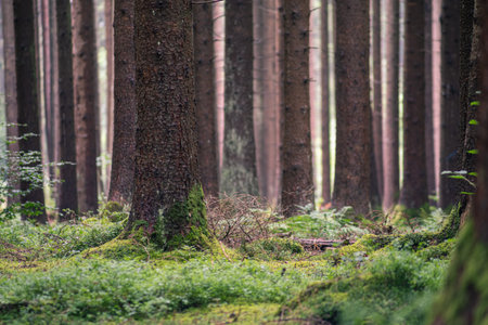 In a calm, regenerating forest, pure nature.