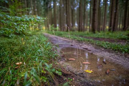 A mushroom next to a rainy road, pure nature.の写真素材