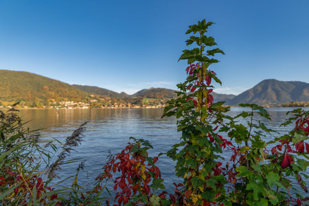 Autumn colored plants oin front of a beautiful lake.