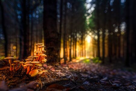 Mushrooms in a forest at beautiful mystic autumn light.の写真素材