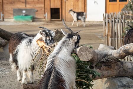 Two goats. Goats eating a green tree on a farm.の写真素材