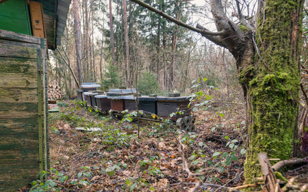 Hives with bees in the apiaries on the outskirts of the forest.