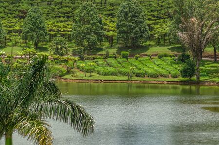 The zoomed view at the tea pantation of Bois Cheri, at the paradise island of Mauritius.の写真素材